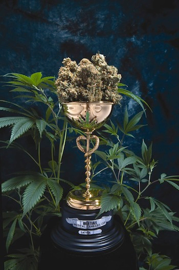 Illustration for article titled The Stoner Channel: Captain Picard Does Hamlet, High Times Picks a Winner, and Quick Cure Builds a Better Bud Rack